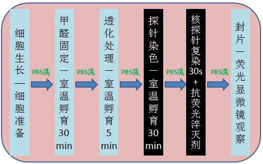 鬼筆環(huán)肽及偶聯(lián)物（Phalloidin and Phalloidin Conjugates）產(chǎn)品專題 圖2.png